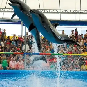 Dolphin Show In Sharm El Sheikh - Day trip