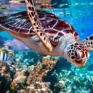Abu Dabbab Bay: Swim with Sea Turtles & Dugongs Now
