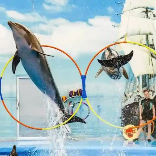 Swim with Dolphins in Hurghada – Book Unique Tour