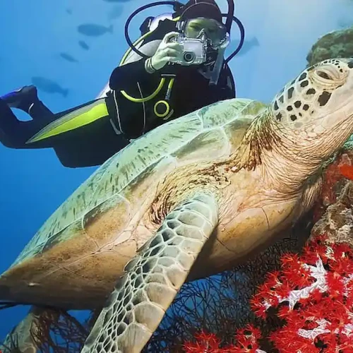 Scuba diving Marsa Alam in the Red Sea