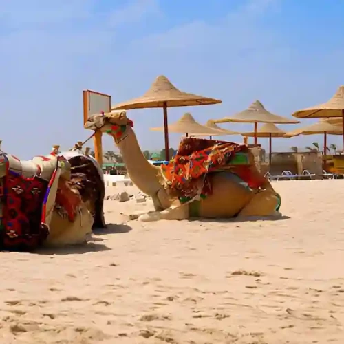 Camel ride from Marsa Alam through mountain scenery