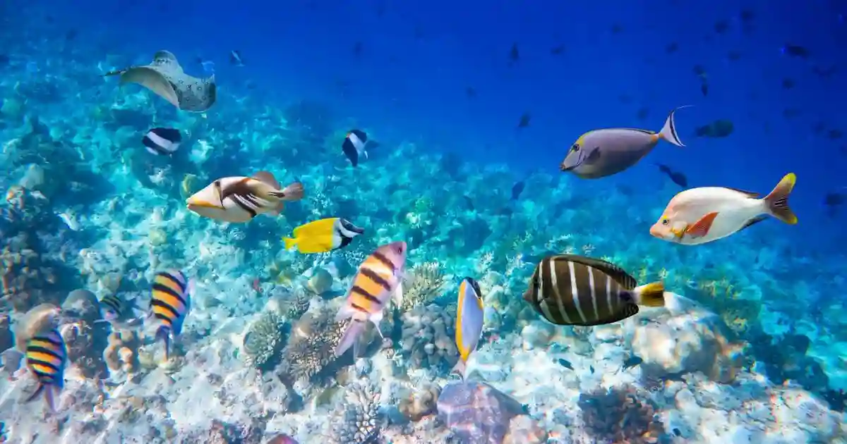 best red sea snorkeling hurghada