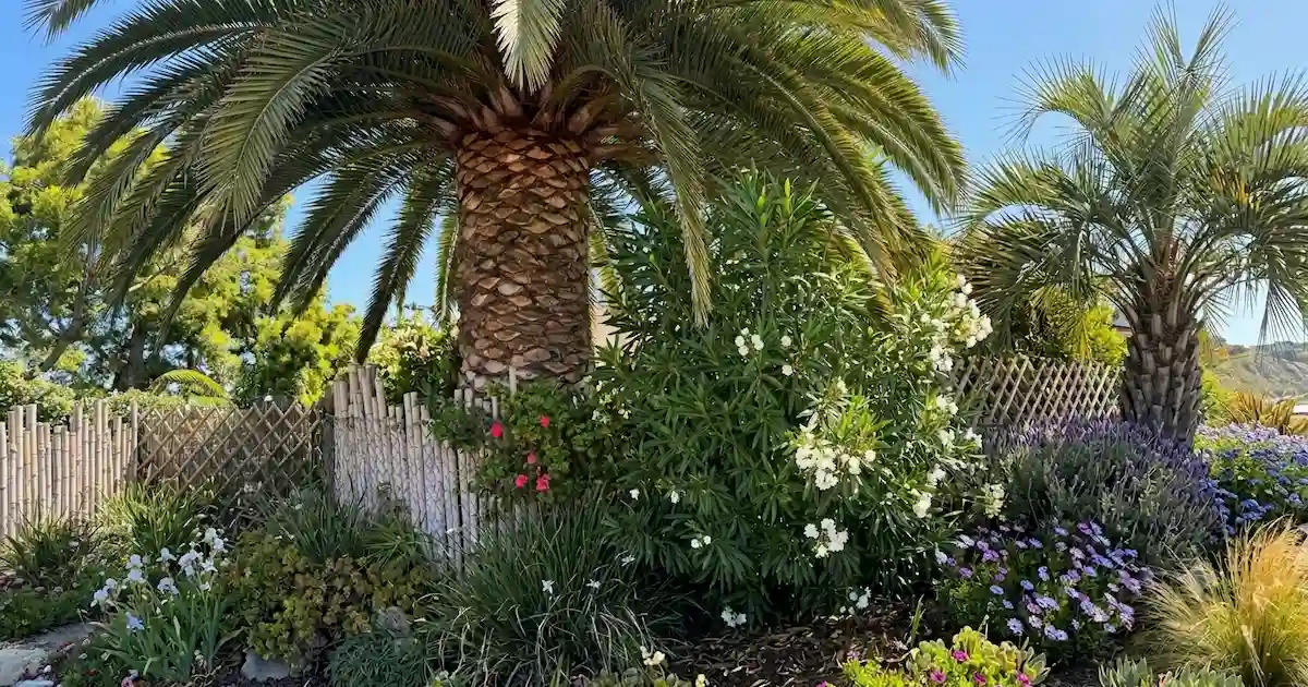 palm tree meaning spiritual symbolism.