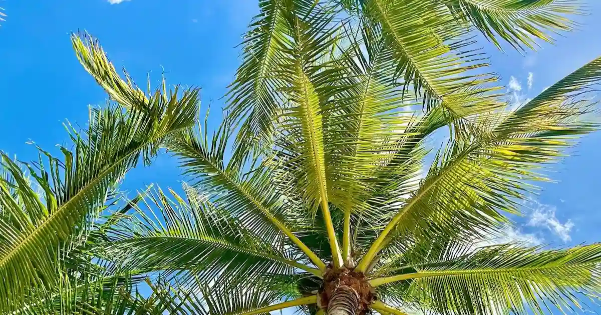 palm tree meaning spiritual symbolism.jpg